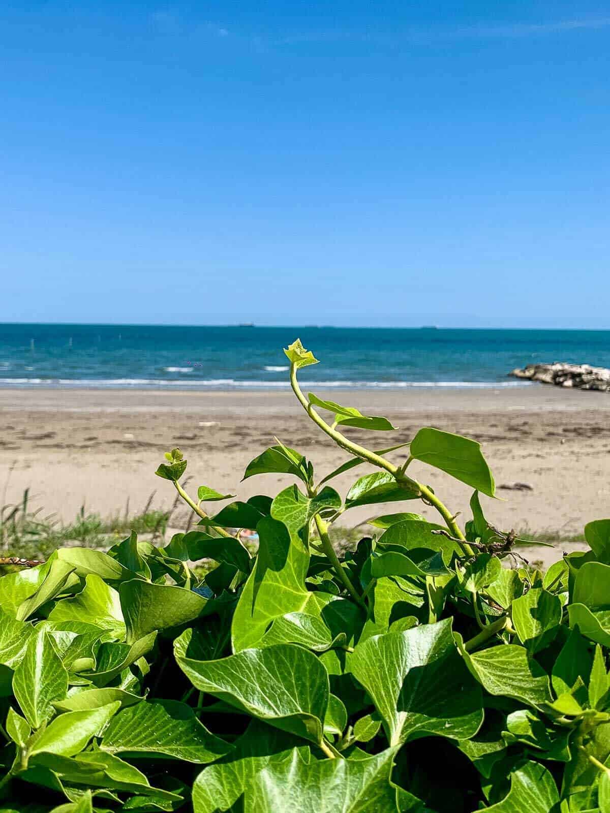 Playa en Lido de Venecia - Playa con arena y plantas verdes en Lido de Venecia.