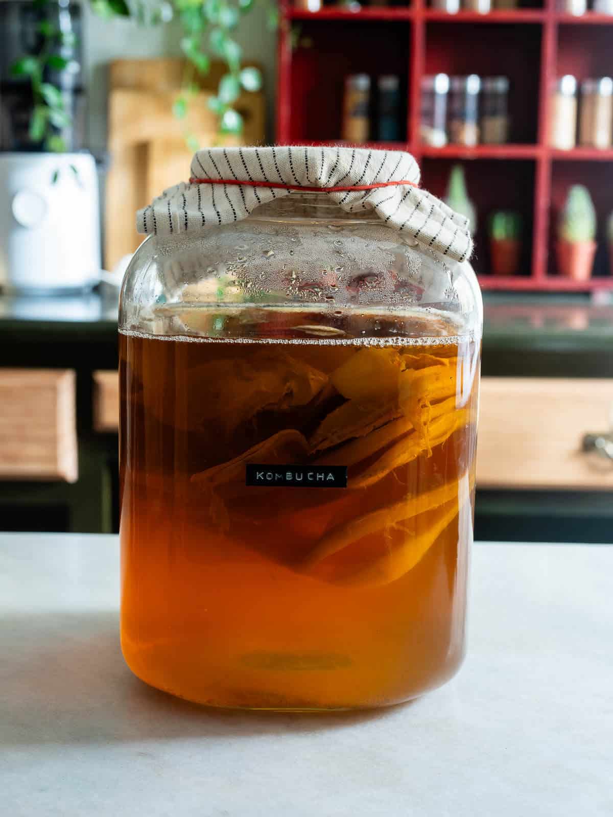 Frasco grande de vidrio con kombucha en fermentación, cubierto con un paño de tela y asegurado con una banda elástica.