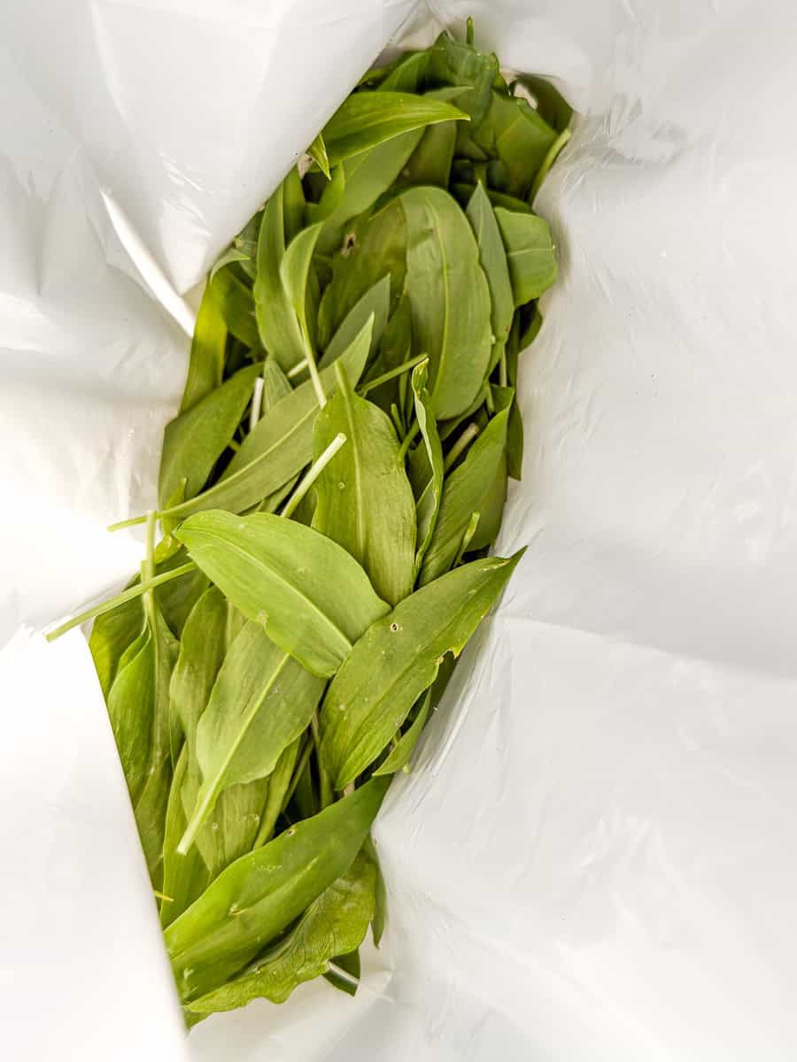 hojas frescas de ajo silvestre recién recolectadas para pesto