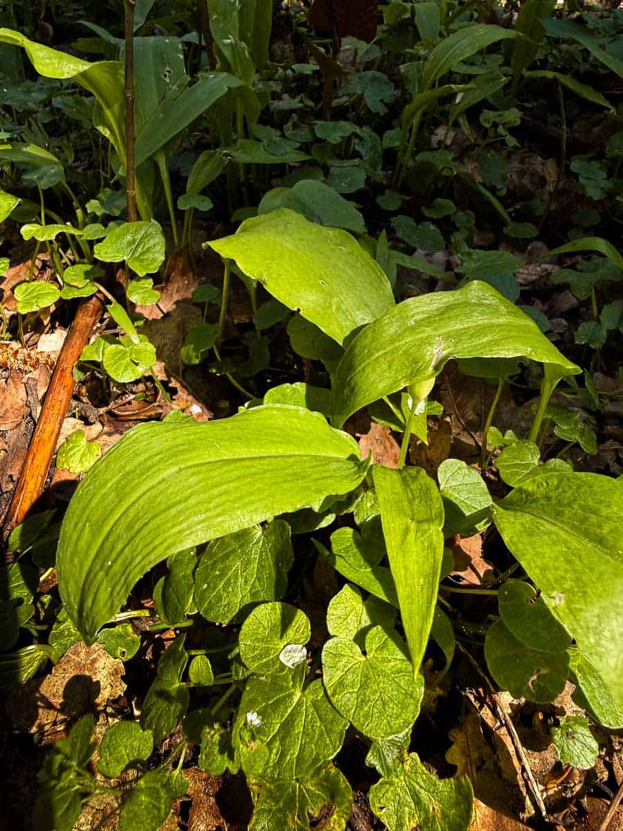 planta de ajo silvestre creciendo en bosque húmedo en primavera