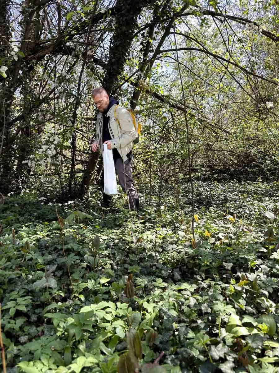 persona recolectando ajo silvestre en bosque para receta de pesto
