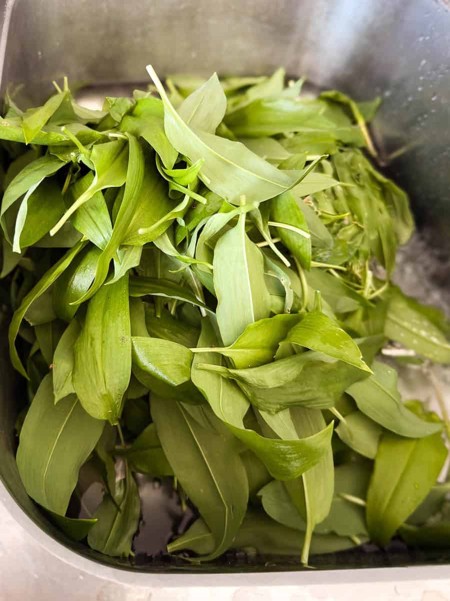 hojas de ajo silvestre lavándose antes de preparar pesto casero
